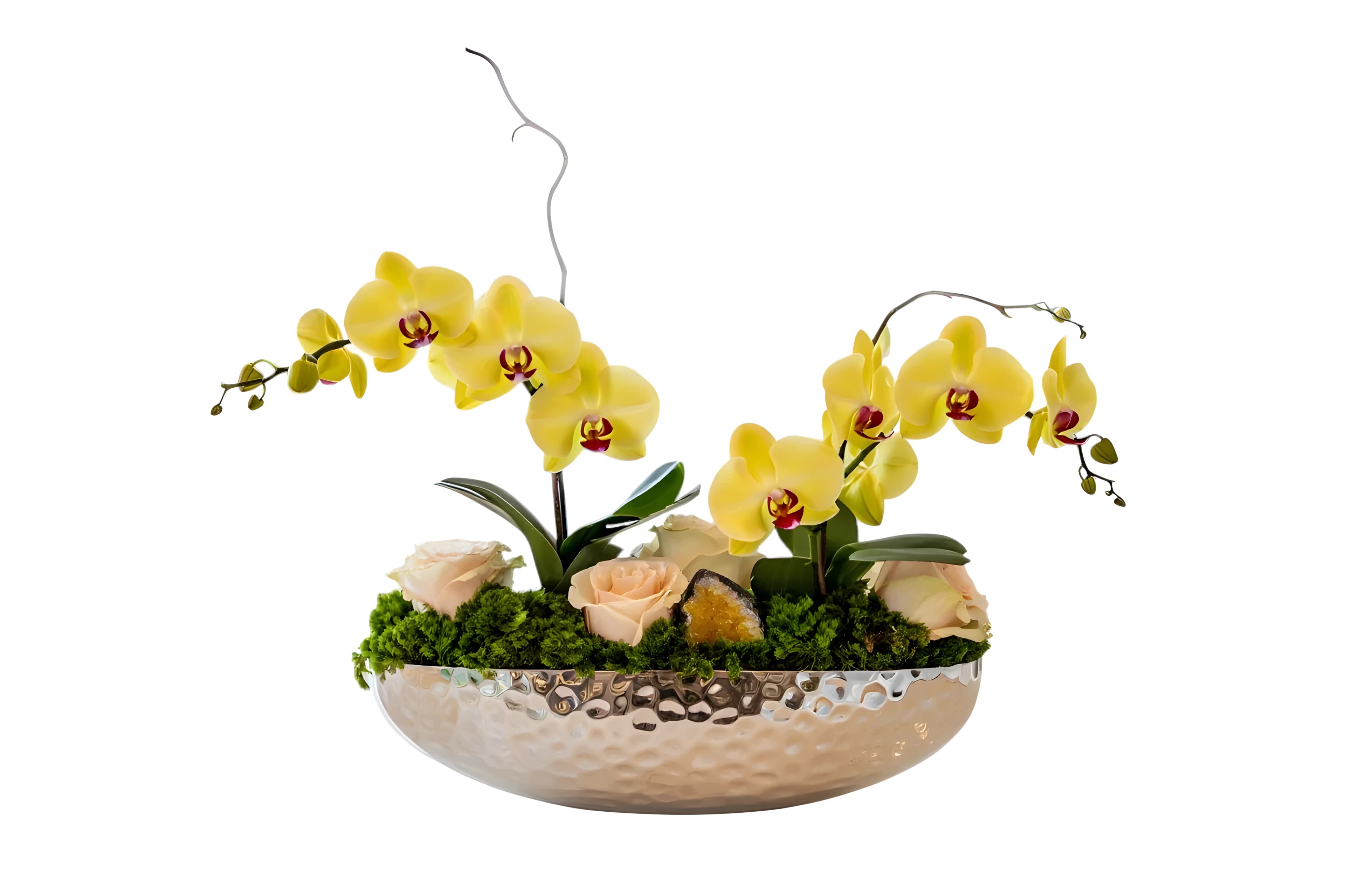 Solar Aurea Collection