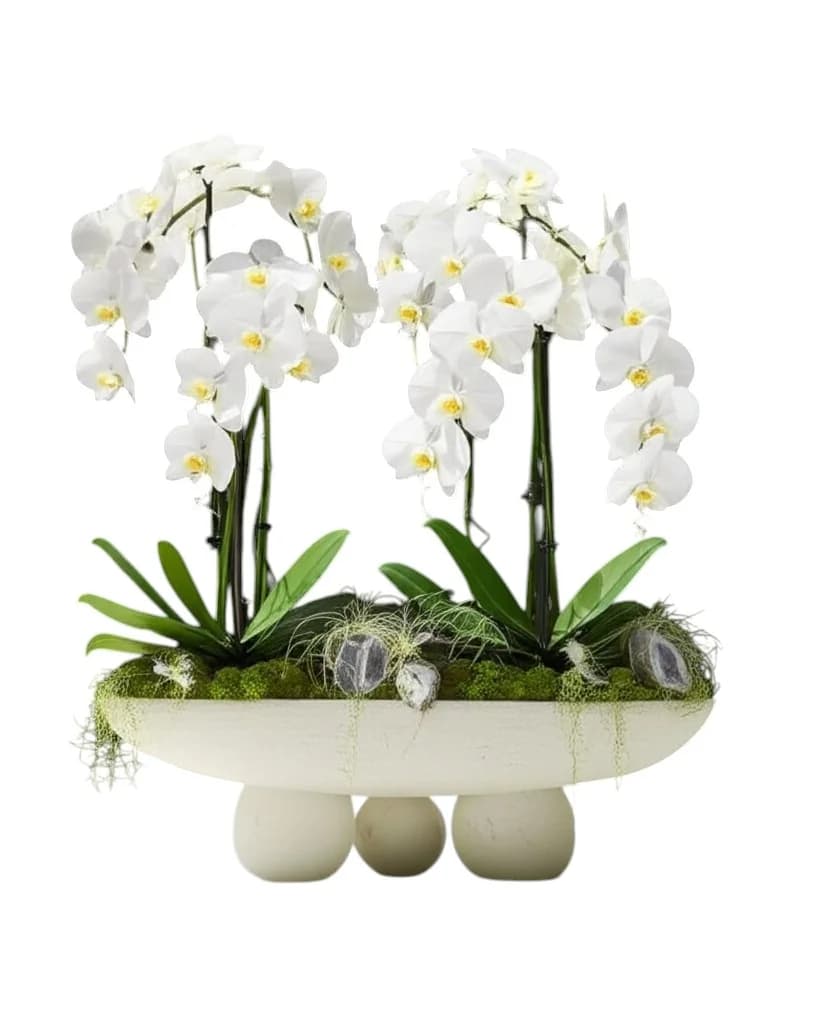 White Orchids